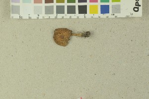  (Mallocybe malenconii_5TEB - O-F-259138)  @11 [ ] Unspecified (default): All Rights Reserved (2022) Unspecified University of Oslo, Natural History Museum