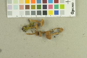  ( - O-F-259148)  @11 [ ] by-nc-sa (2022) Unspecified University of Oslo, Natural History Museum