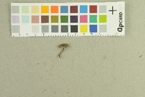  (Mallocybe malenconii_4TEB - O-F-259149)  @11 [ ] by-nc-sa (2022) Unspecified University of Oslo, Natural History Museum
