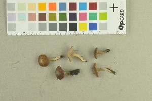  (Inocybe pipilikae - O-F-259158)  @11 [ ] by-nc-sa (2022) Unspecified University of Oslo, Natural History Museum
