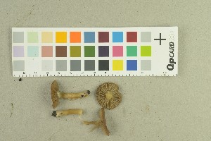  ( - O-F-259160)  @11 [ ] by-nc-sa (2022) Unspecified University of Oslo, Natural History Museum
