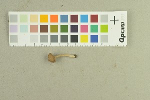  (Inocybe flocculosa_2TEB - O-F-259165)  @11 [ ] by-nc-sa (2022) Unspecified University of Oslo, Natural History Museum