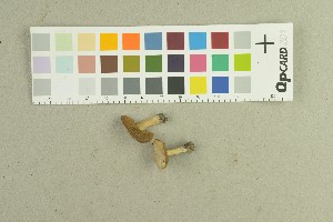  (Inocybe argenteolutea - O-F-259166)  @11 [ ] by-nc-sa (2022) Unspecified University of Oslo, Natural History Museum