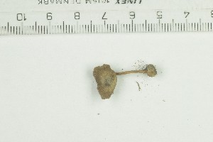  ( - O-F-259187)  @11 [ ] by-nc-sa (2022) Unspecified University of Oslo, Natural History Museum
