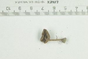  ( - O-F-259187)  @11 [ ] by-nc-sa (2022) Unspecified University of Oslo, Natural History Museum