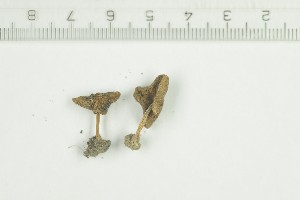  (Inocybe grammatoides_2TEB - O-F-259196)  @11 [ ] by-nc-sa (2022) Unspecified University of Oslo, Natural History Museum