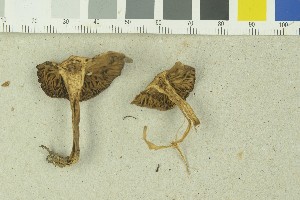  (Mallocybe dulcamara_2TEB - O-F-259205)  @11 [ ] by-nc-sa (2022) Unspecified University of Oslo, Natural History Museum