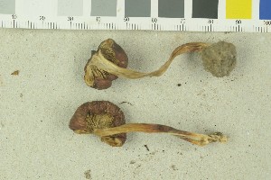  ( - O-F-259206)  @11 [ ] by-nc-sa (2022) Unspecified University of Oslo, Natural History Museum