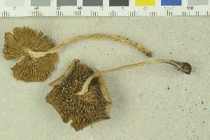 ( - O-F-259207)  @11 [ ] by-nc-sa (2022) Unspecified University of Oslo, Natural History Museum