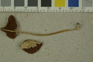  ( - O-F-259210)  @11 [ ] by-nc-sa (2022) Unspecified University of Oslo, Natural History Museum