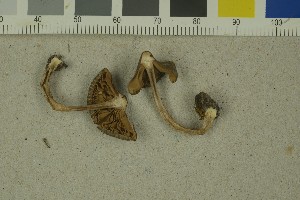  (Inocybe giacomi - O-F-259218)  @11 [ ] Unspecified (default): All Rights Reserved (2022) Unspecified University of Oslo, Natural History Museum