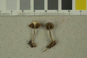  (Inocybe amethystina - O-F-259222)  @11 [ ] Unspecified (default): All Rights Reserved (2022) Unspecified University of Oslo, Natural History Museum