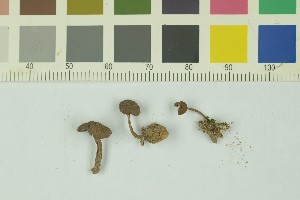  (Inocybe jacobi - O-F-259236)  @11 [ ] Unspecified (default): All Rights Reserved (2022) Unspecified University of Oslo, Natural History Museum