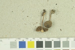  (Inocybe maculipes_2TEB - O-F-259256)  @11 [ ] by-nc-sa (2022) Unspecified University of Oslo, Natural History Museum