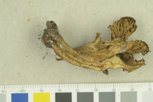  ( - O-F-259268)  @11 [ ] by-nc-sa (2022) Unspecified University of Oslo, Natural History Museum