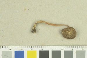  ( - O-F-259271)  @11 [ ] by-nc-sa (2022) Unspecified University of Oslo, Natural History Museum