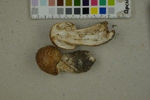  (Agaricus augustus - O-F-259300)  @11 [ ] by-nc-sa (2023) Unspecified University of Oslo, Natural History Museum