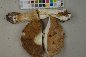  (Cortinarius balteatoalbus - O-F-259309)  @11 [ ] by-nc-sa (2023) Unspecified University of Oslo, Natural History Museum