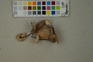  ( - O-F-259313)  @11 [ ] by-nc-sa (2023) Unspecified University of Oslo, Natural History Museum