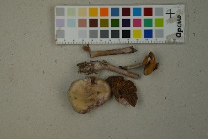  (Cortinarius subporphyropus - O-F-259320)  @11 [ ] by-nc-sa (2023) Unspecified University of Oslo, Natural History Museum