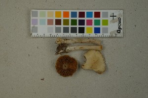  (Cortinarius turgidoides - O-F-259322)  @11 [ ] by-nc-sa (2023) Unspecified University of Oslo, Natural History Museum