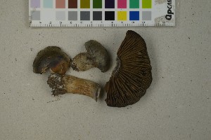  (Cortinarius infractiflavus - O-F-259330)  @11 [ ] by-nc-sa (2023) Unspecified University of Oslo, Natural History Museum