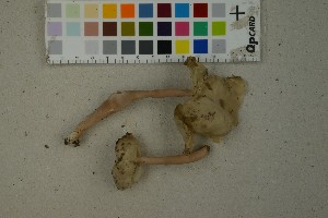  (Helvella elastica - O-F-259344)  @11 [ ] by-nc-sa (2023) Unspecified University of Oslo, Natural History Museum