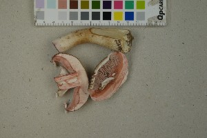  (Agaricus langei - O-F-259350)  @11 [ ] by-nc-sa (2023) Unspecified University of Oslo, Natural History Museum