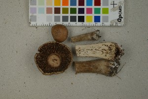  (Cortinarius hillieri - O-F-259361)  @11 [ ] by-nc-sa (2023) Unspecified University of Oslo, Natural History Museum