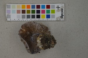  (Cortinarius caerulescentium - O-F-259366)  @11 [ ] by-nc-sa (2023) Unspecified University of Oslo, Natural History Museum