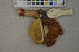  (Cortinarius caesiocortinatus - O-F-259368)  @11 [ ] by-nc-sa (2023) Unspecified University of Oslo, Natural History Museum
