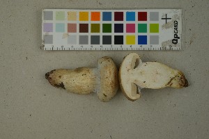  ( - O-F-259378)  @11 [ ] by-nc-sa (2023) Unspecified University of Oslo, Natural History Museum