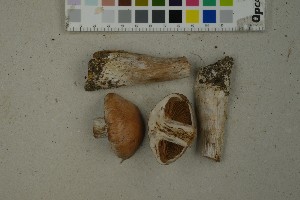  (Cortinarius solis-occasus - O-F-259380)  @11 [ ] by-nc-sa (2023) Unspecified University of Oslo, Natural History Museum
