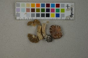  (Inocybe splendens - O-F-259382)  @11 [ ] by-nc-sa (2023) Unspecified University of Oslo, Natural History Museum