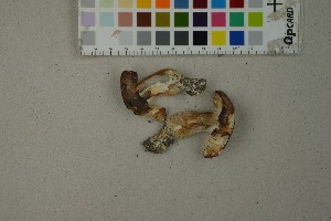  (Tricholoma boudieri - O-F-259384)  @11 [ ] by-nc-sa (2023) Unspecified University of Oslo, Natural History Museum