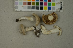  (Inocybe melanopus - O-F-259393)  @11 [ ] by-nc-sa (2023) Unspecified University of Oslo, Natural History Museum