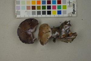  (Cortinarius porphyropus - O-F-259402)  @11 [ ] by-nc-sa (2023) Unspecified University of Oslo, Natural History Museum