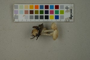  ( - O-F-259409)  @11 [ ] by-nc-sa (2023) Unspecified University of Oslo, Natural History Museum