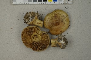  (Cortinarius sulfurinus - O-F-259414)  @11 [ ] by-nc-sa (2023) Unspecified University of Oslo, Natural History Museum