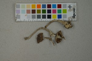  (Cortinarius latiodistributus - O-F-259419)  @11 [ ] by-nc-sa (2023) Unspecified University of Oslo, Natural History Museum