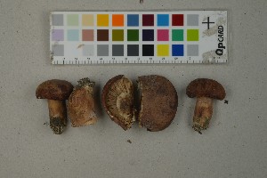  (Tricholoma batschii - O-F-259422)  @11 [ ] by-nc-sa (2023) Unspecified University of Oslo, Natural History Museum
