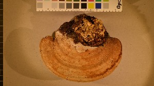  ( - O-F-260071)  @11 [ ] CreativeCommons - Attribution Non-Commercial Share-Alike (2016) Unspecified University of Oslo, Natural History Museum