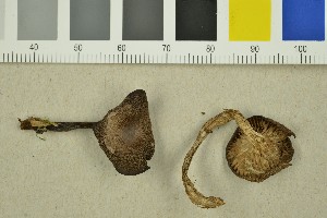  (Clitocybe sp - O-F-260237)  @11 [ ] CreativeCommons - Attribution Non-Commercial Share-Alike (2016) Unspecified University of Oslo, Natural History Museum
