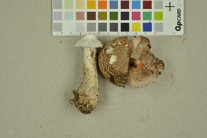  (Agaricus benesii - O-F-260391)  @11 [ ] CreativeCommons - Attribution Non-Commercial Share-Alike (2016) Unspecified University of Oslo, Natural History Museum