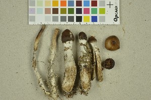  ( - O-F-260417)  @11 [ ] CreativeCommons - Attribution Non-Commercial Share-Alike (2016) Unspecified University of Oslo, Natural History Museum