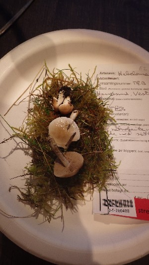  (Hebeloma sp - O-F-260488)  @11 [ ] by-nc-sa (2023) Unspecified University of Oslo, Natural History Museum