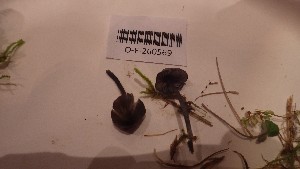  ( - O-F-260569)  @11 [ ] by-nc-sa (2023) Unspecified University of Oslo, Natural History Museum