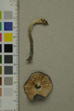  ( - O-F-260705)  @11 [ ] by-nc-sa (2025) Unspecified University of Oslo, Natural History Museum