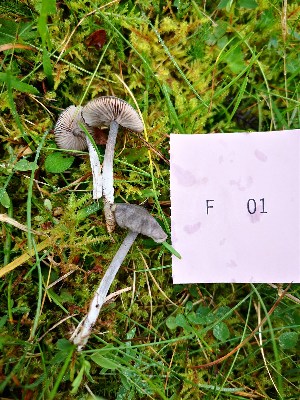  ( - O-F-260712)  @11 [ ] by-nc-sa (2025) Unspecified University of Oslo, Natural History Museum