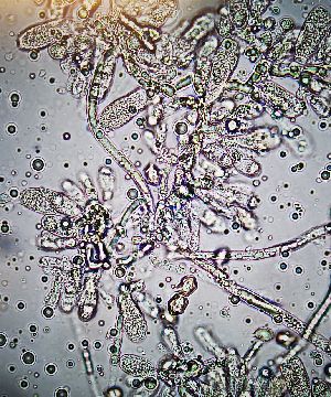  ( - O-F-260712)  @11 [ ] by-nc-sa (2025) Unspecified University of Oslo, Natural History Museum